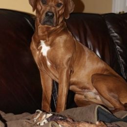 Rhodesian Ridgeback All Grown Up from Cape Ridge Rhodesian Ridgebacks