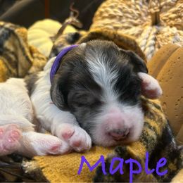 Girl 5 - Merle female Bernedoodle puppy in Coopersburg, Pennsylvania from Deutsch Hund Haus