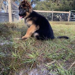 German Shepherd Puppies from Central Florida Shepherds