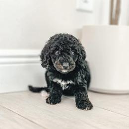 Mr. Trolley - Black male Goldendoodle puppy in Punta Gorda, Florida from Transformation Acres Goldendoodle