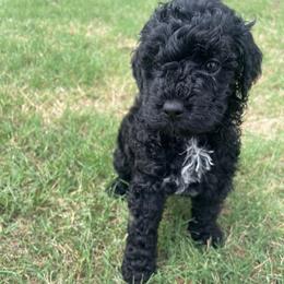 Grumpy - Black male Goldendoodle puppy in Dallas, Texas from Heritage Doodle Company
