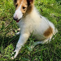 Collie Puppies from Magnificent Collies