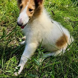 Collie Puppies from Magnificent Collies