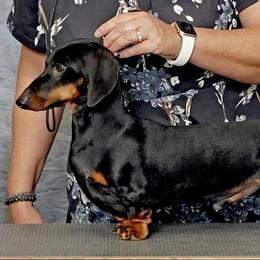 Hamlet - Dachshund
