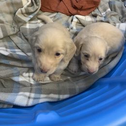 Dachshund Puppies from Mardox Dachshunds
