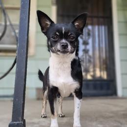 Chihuahua puppies from Carly Parker