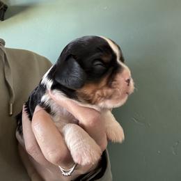 Tri - Tri-color male Cavalier King Charles Spaniel puppy in Greenleaf, Wisconsin from Ledgetop Family Cavaliers
