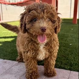 Green collar Boy - Red male Cavapoo puppy in Gilbert, Arizona from Azteddybeardoodles