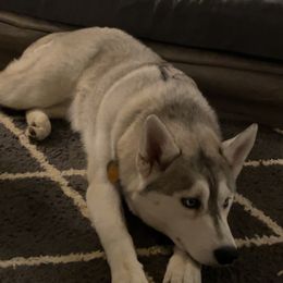 Siberian Husky All Grown Up from Curatolo Kennels