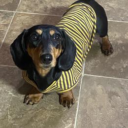Vega - Dachshund