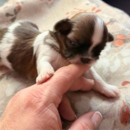 Boy 1 - Tricolor male Shih Tzu puppy in Citrus Heights, California from The Lion dog Shih Tzu