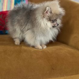 Pomeranian Puppies from petticoatpoms