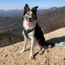 Gus - Border Collie