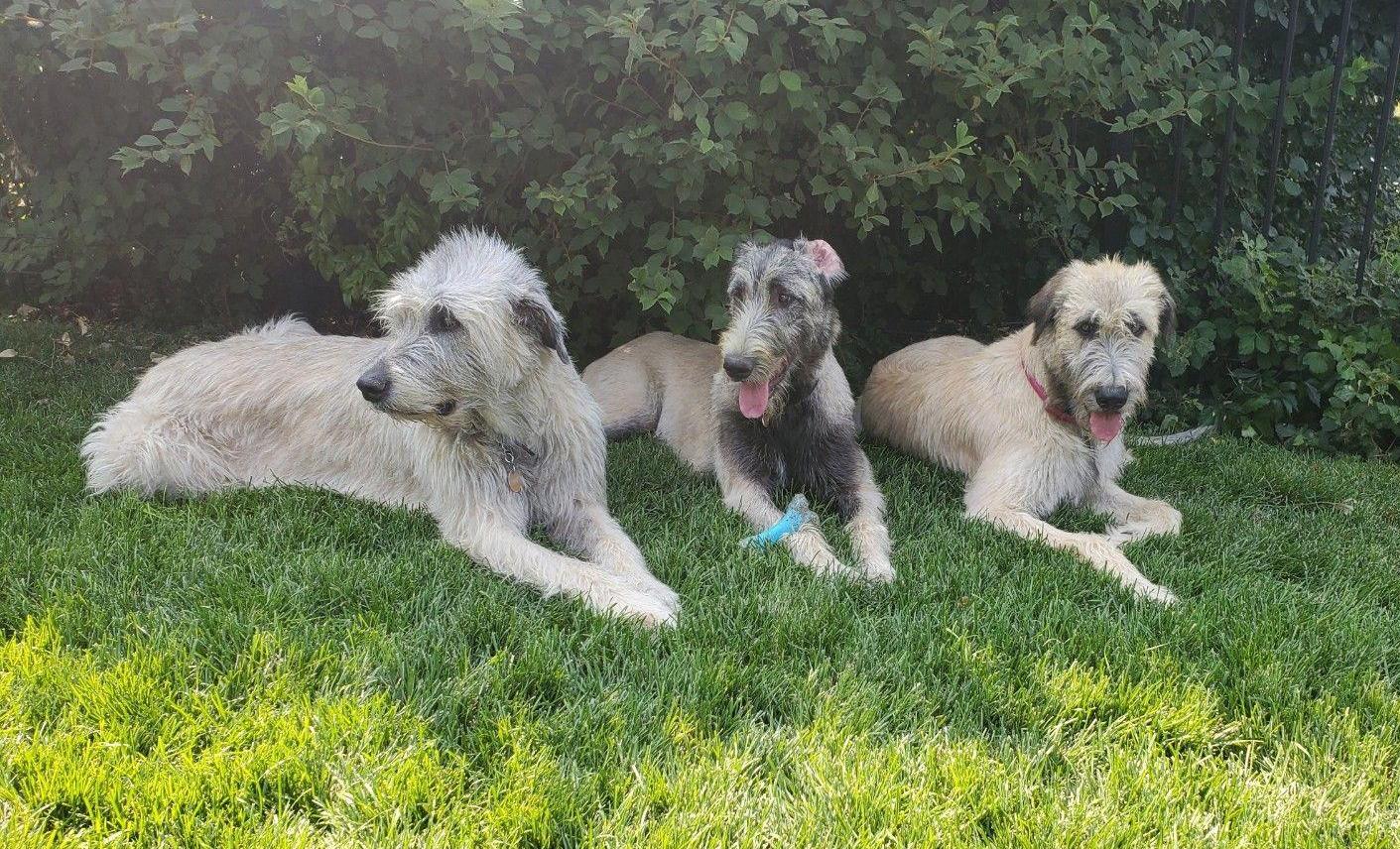 3 irish wolfhounds laying in the grass