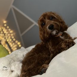 roxie - Cockapoo
