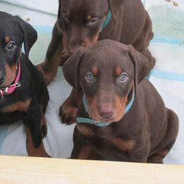 Doberman Pinscher Puppies from Dagobah Dobermans
