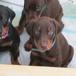 Doberman Pinscher Puppies from Dagobah Dobermans