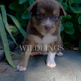 Piglet- Hot Pink Collar - NBT - Red tri-color female Australian Shepherd puppy in Newport, Rhode Island from Wildlings Australian Shepherds