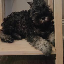 Miniature Schnauzer Puppies from Montage Miniature Schnauzers