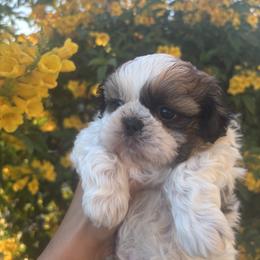AKC Male-Kai - Tricolor male Shih Tzu puppy in Avondale, Arizona from Riley Family Shih Tzus