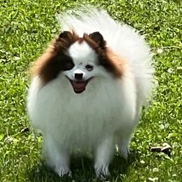 Camilla - Pomeranian