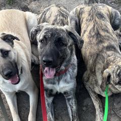 Anatolian Shepherd Dogs from Hero K9’s