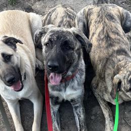 Anatolian Shepherd Dogs from Hero K9’s