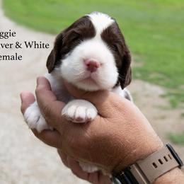 Aggie - Liver and white female English Springer Spaniel puppy in Manchester, Kentucky from Appalachian Kennels