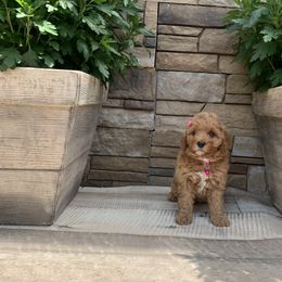 Cavapoo and Poodle Puppies from P&D Palace
