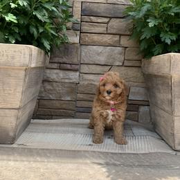 Cavapoo and Poodle Puppies from P&D Palace
