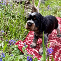 Denali (Pink) - Black white and tan female English Springer Spaniel puppy in Conifer, Colorado from Majestic Mountain Springs
