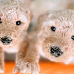 Goldendoodles from The Sunny Doodle
