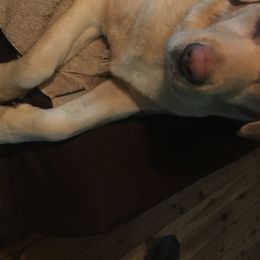 Labrador Retrievers from Leesville Labradors