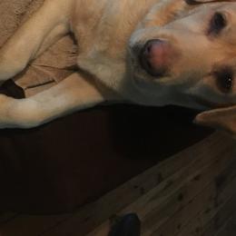 Labrador Retrievers from Leesville Labradors