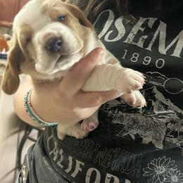 BLUE boy Grover - Red and white male Basset Hound puppy in Saint Cloud, Florida from Mockingbird Hollow Bassets