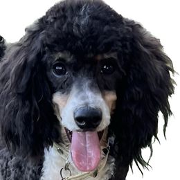 Mickey - Goldendoodle