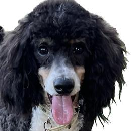 Mickey - Goldendoodle