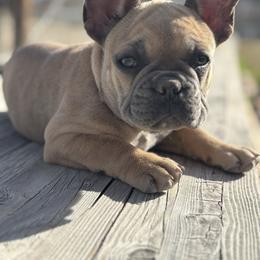 Rosalita - Blue fawn female French Bulldog puppy in Indian Springs, Nevada from Spinner puppies
