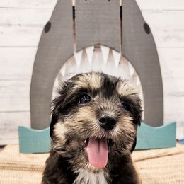 Havanese Puppies from Sweet Southern Havanese