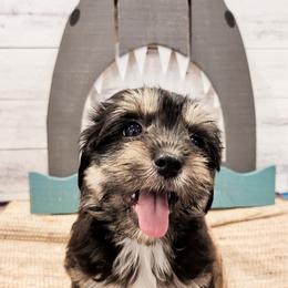 Havanese Puppies from Sweet Southern Havanese