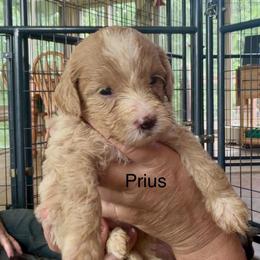 Prius - Yellow and white female Bernedoodle puppy in Campbellsville, Kentucky from Blue Belle Hills Bernedoodles