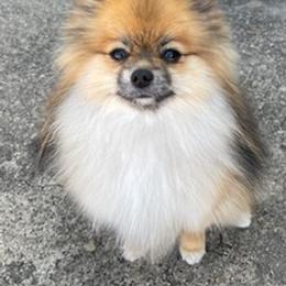 Pomeranians from Stardust Poms