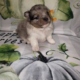 Seraphina - Blue merle female Pomeranian puppy in Weatherford, Texas from Jeweled Poms