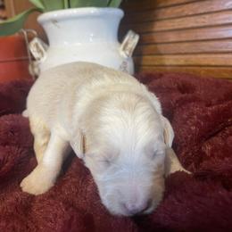 Boy 3 - Slate merle male Border Collie puppy in Lakeview, Michigan from Haven Creek Farm