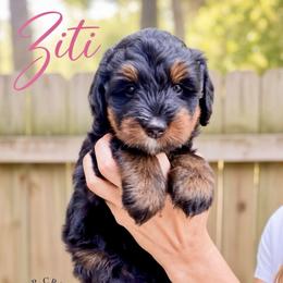 Ziti - Tri-color female Bernedoodle puppy in Sugar Hill, Georgia from Deep Creek Doodles