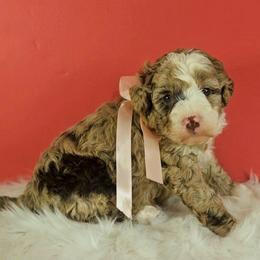 Lavender - Chocolate merle female Bernedoodle puppy in Russell Springs, Kentucky from 270 Doodles