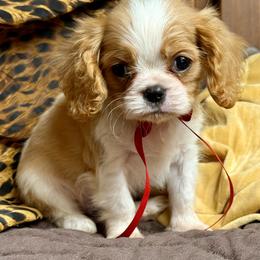 Jagger - Blenheim male Cavalier King Charles Spaniel puppy in Casar, North Carolina from Lizmere Cavalier King Charles Spaniels