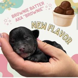 Brownie - (Brownie Batter) - White and black female Bordoodle puppy in Canfield, Ohio from Poo's Doo's & Inu's