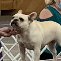 Brinkley  - French Bulldog