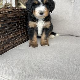 Aiden - Tri-color male Bernedoodle puppy in Holtwood, Pennsylvania from Country Ridge Puppies